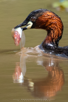 Little grebe, grèbe castagneux, zampullin comun, nakuru, birds of kenya, wildlife of kenya