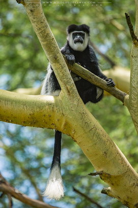 mantled guereza, Colobus guereza, black-and-white colobus, colobe noir et blanc, colobo, Nicolas Urlacher, monkey, singe, wildlife of kenya, monkeys of kenya