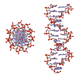 DNA-Querschnitt / Doppelhelix