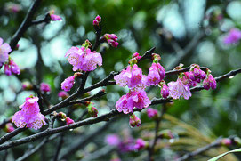 新春に花を咲かせた桜=8日午後、バンナ公園渡り鳥観察所入り口