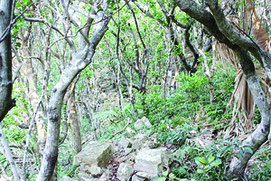田名城跡の頂上部付近の石積の状況(県教育長文化財課提供)