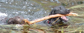 Foto von zwei schwimmenden Hunden die gemeinsam einen Stock tragen