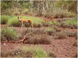 Dingo im Busch