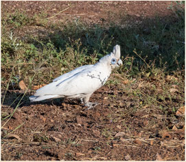 Nacktaugenkakadu beim Victoria River Roadhouse