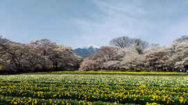 水仙と満開の桜と甲斐駒ヶ岳
