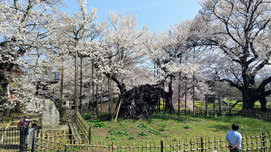 樹齢2000年と言われる山高神代桜