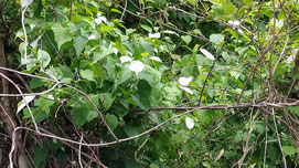 白い葉っぱが際立つマタタビ