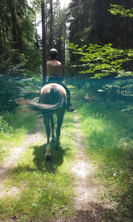 Wenn ein Pferd kein Reitpferd sein möchte / Botschaften der Pferde