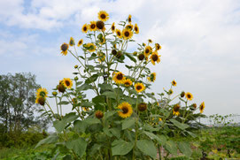 7月　キャンバスが　空！　いっぱいに　花よ咲け