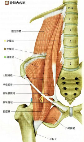 骨盤内の筋