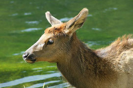 animalphotos.info