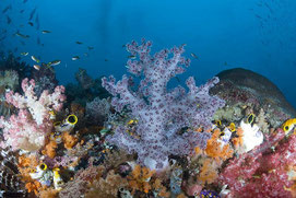 Los arrecifes de coral inscritos en la Lista del Patrimonio Mundial se han visto afectados / Kathy Krucker