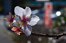 群馬県から「冬桜」が教会から30分の黒井山にBEING。群馬県南部鬼石町を流れる神流（かんな）川の支流からの移植だそうだ。確かにこの日は春の陽気。