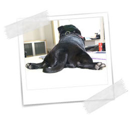 Mops-Spagat!