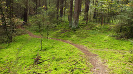 Hier seht ihr das geschütze Torfmoos (Sphagnum)