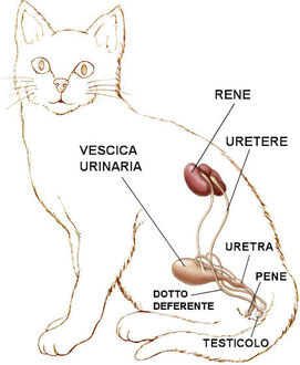 Pene del gatto: Caratteristiche, anatomia e malattie