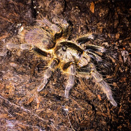 Ceratogyrus darlingi juvenil Vogelspinne Vogelspinnen Spinne Spinnen Tarantulas Birdspider Birdspiders Spider Spiders Tarantula