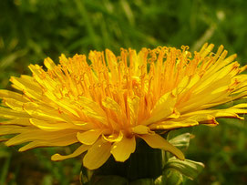 Taraxacum officinale (Löwenzahn)