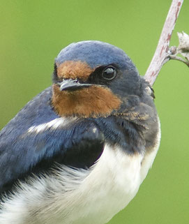 Foto: René Bürgisser/NABU-naturgucker.de