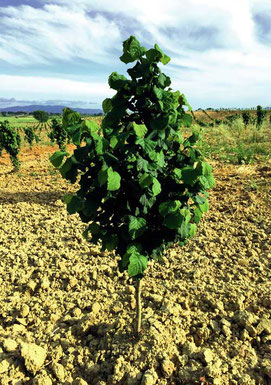 Loacker_ Tenuta Corte Migliorina