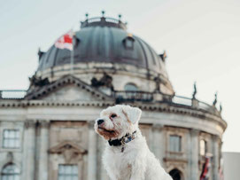 Top 5 Dog-Friendly Places in Berlin