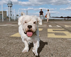 Top 5 Dog-Friendly Places in Berlin