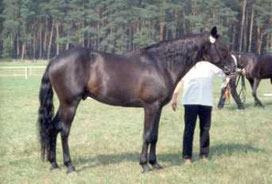 Houssam ait Azzayani Araber-Berber Körung 2002