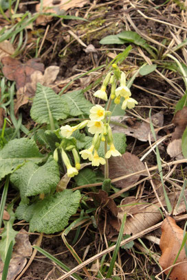 Hohe Schlüsselblume - Primula elatior (G. Franke 28.02.16)