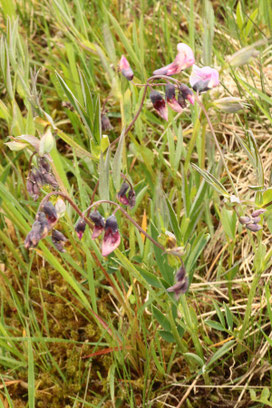 Berg-Platterbse (Lathyrus linifolius) - April 2016 zwischen Langenalb und Pfaffenrot (G. Franke)