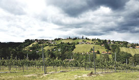 Weinberge in der Weststeiermark