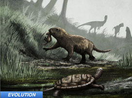 mammals were nocturnal until dinosaur extinction