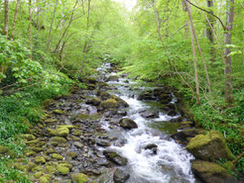 Steine im Fluss; MediTrigon