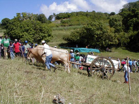 Cours de charrettes © Office du Tourisme de Marie-Galante 