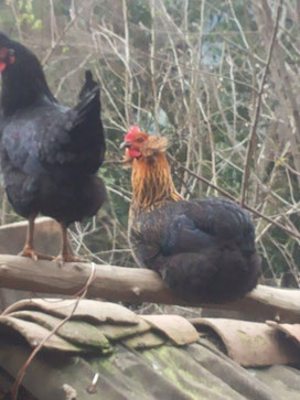 Gallinas Criadas en el Campo Criadero Aves Longavi.