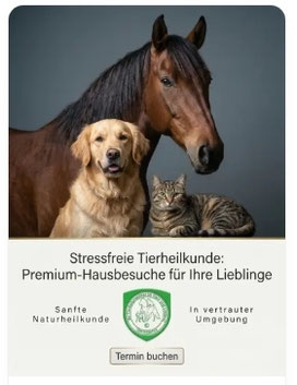 Mobile Pferdephysiotherapie im Stall bei Blankenburg