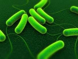 http://www.pieuvre.ca/v2/home/lapieuv/public_html/v2/wp-content/uploads/2012/05/bacterie.jpg