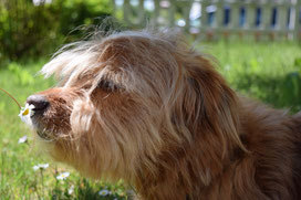 Nasenarbeit in der Hundeschule in Heusenstamm und Obertshausen