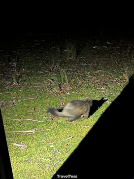 Possum in Mount Field