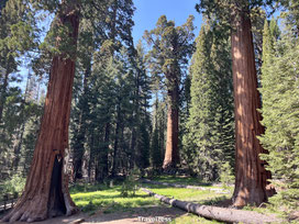 Foto's Sequoia National Park