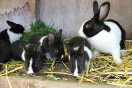 Unsere Söckchen mit ihren Jungen Max und Moritz