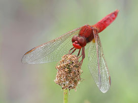 Natur- und Landschaftsbilder www.kurtschibler.ch