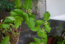 Acer ginnala (カラコギカエデ)