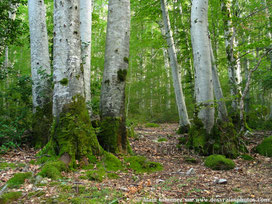 France,corse,arbres,forêt,bouleau,troncs blancs,mousse,tableau