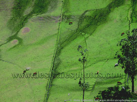 Equateur,champ,herbe,paturage,chevaux,arbres,vue aerienne,tableau
