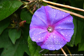Costa rica, Amérique centrale,fleurs mouillées, plantes, jungles,fleurs tropicales,fleurs bleues,boutons,baguettes,feuille,tableau