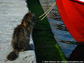 Grèce, chat assis, poil long, bateau, coque rouge, port, quai, mousse, mer, eau
