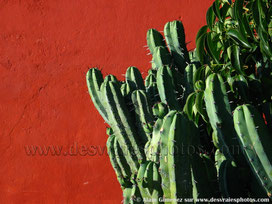 Mexique,queretaro,mur rouge,cactus vert,feuilles,gros plan,tableau