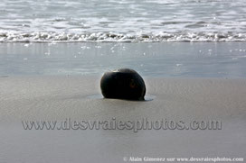 Costa rica, Amérique centrale,mer,océan atlantique,plage,noix de coco,eau,vagues,tableau