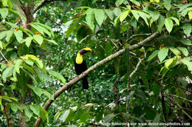 Costa rica, Amérique centrale, animaux, faune, jungles, oiseaux, oiseau perché, toucans, Ramphastos swainsonni,Toucan de Swainson, arbres, branches, feuilles, feuillage, bec jaune, tête à droite, tête colorée