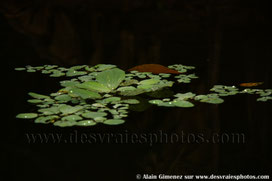Eau,lavoir,nénuphar,gouttes,goutelettes,tableau